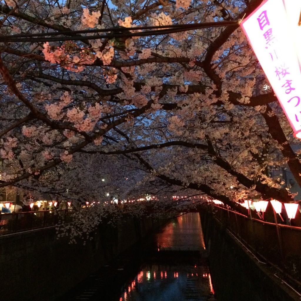 目黒川桜
