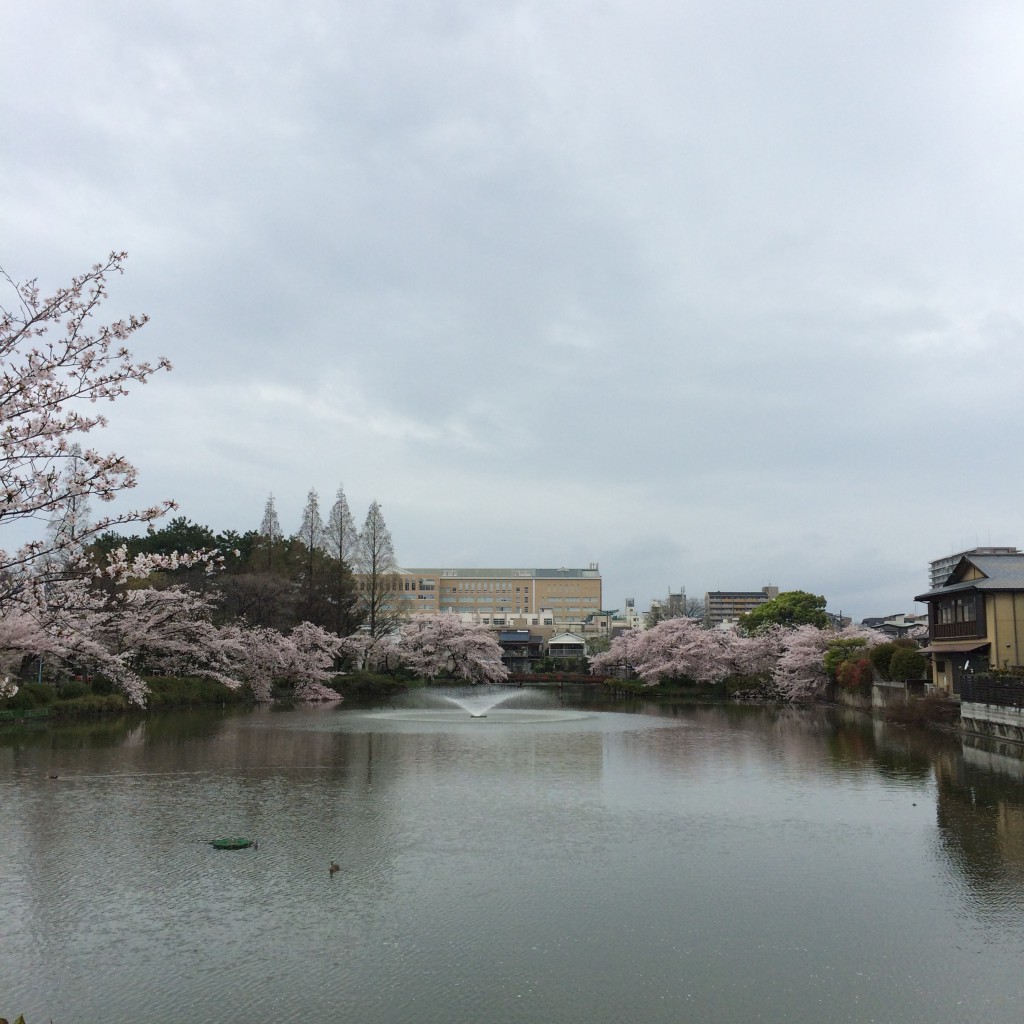 2015年4月5日(日)の桃が池