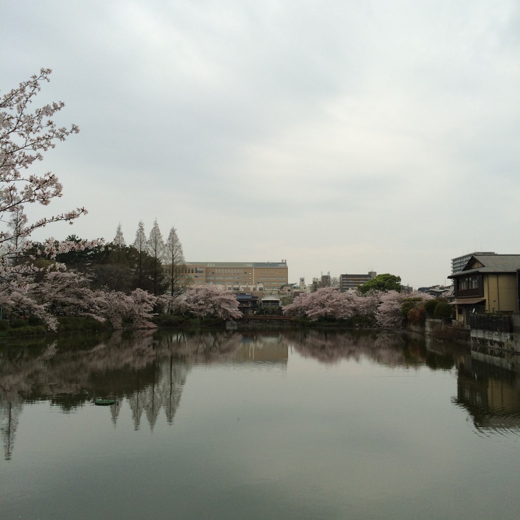 2015年4月6日(月)桃が池